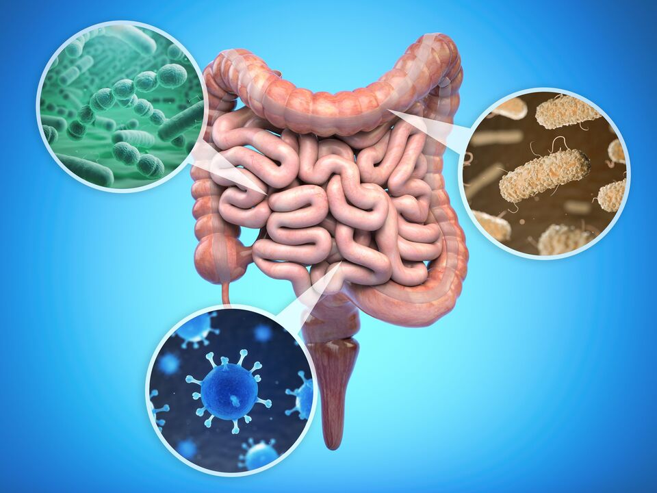 beneficial bacteria in the intestines